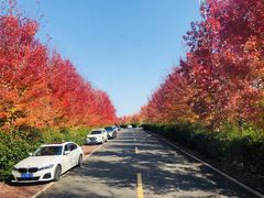-南京枫彩漫城