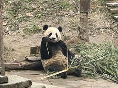 -中国大熊猫保护研究中心雅安碧峰峡基地