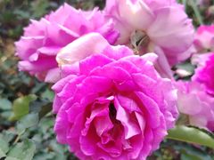 -人民公园(罗湖区)