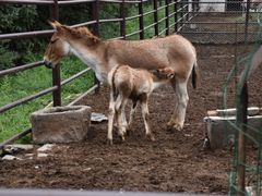 -青藏高原野生动物园