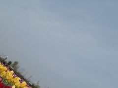 -荷兰花海