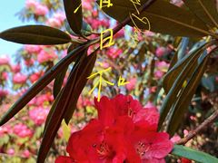 -贵州百里杜鹃风景名胜区