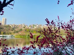 -重庆彩云湖湿地公园