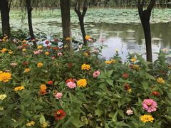 -艾溪湖湿地公园