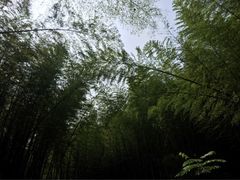 -石塘人家