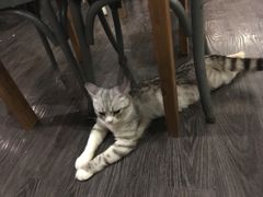 -吉丁鸟咖·异宠·寄养