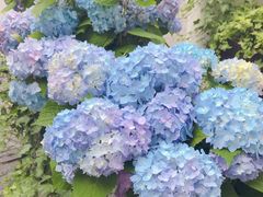 -也枫·小黄楼(南山路旗舰店)