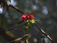 -云南屏边大围山国家公园