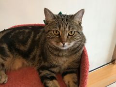 -Catmate·猫肥家润(金润铂宫店)