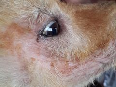 -爱侣宠医·鹦鹉专科·小型哺乳类·异宠专科(灵石路店)