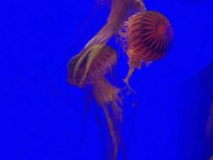 -上海海洋水族馆