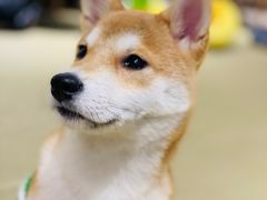 -逗柴咖啡屋·狗咖猫咖宠物桌游