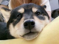 -逗柴咖啡屋·狗咖猫咖宠物桌游