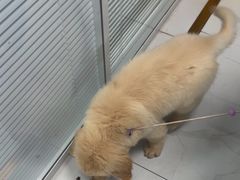 -纳吉亚猫专科动物诊疗中心(蒋宅口分院)