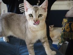-平行世界·猫咖(首经贸店)