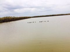 -盐城丹顶鹤湿地生态旅游区
