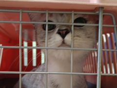 -瑞派福兴宠物医院犬猫全科·骨科·中西医结合(河东店)