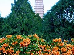 -崇圣寺三塔文化旅游区