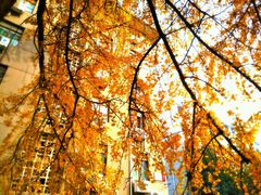 -四川大学(华西校区)