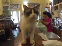-猫色咖啡·猫咖