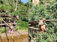 -西双版纳原始森林公园