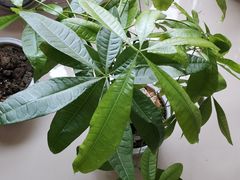 -白佛花鸟鱼虫批发市场小型宠物交易(东区)
