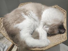 -藏猫猫咖啡主题馆(中央大道店)