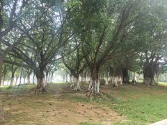 -东莞植物园