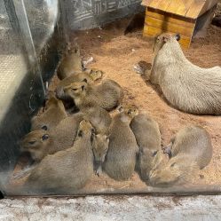 -Zoolung Zoolung动物主题公园(海信广场店)