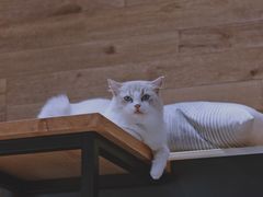 -瞄一喵猫咖(格力海岸店)