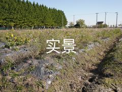 -嘉北郊野公园
