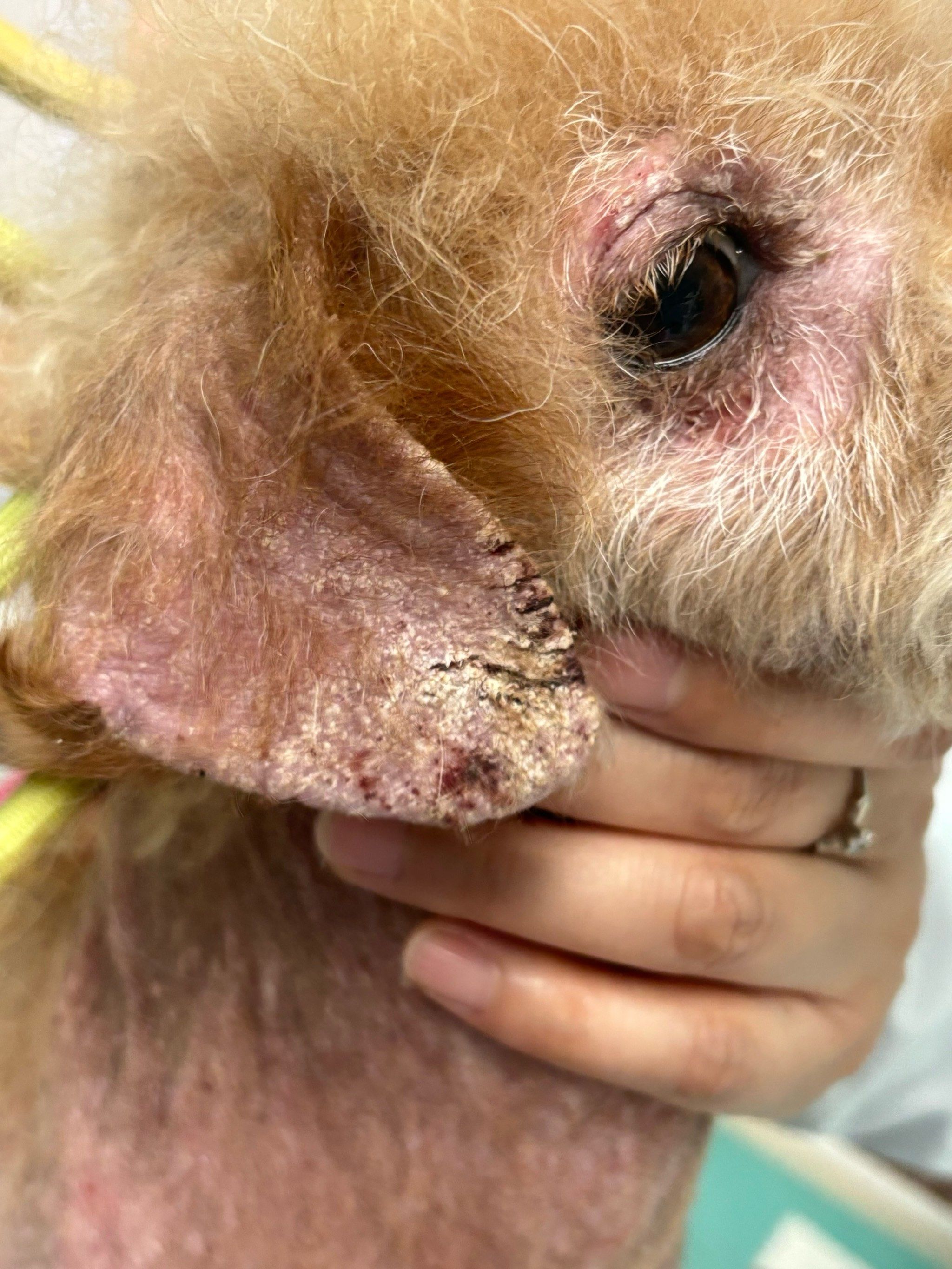 这些螨虫的生活周期大约为8到22天,平均15天,经