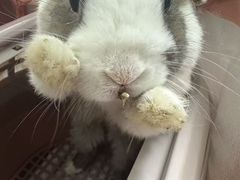 -北京观赏动物医院·24小时大型综合·猫专科·异宠专科