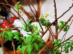 -参差咖啡(水果湖公园店)