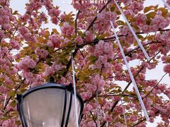 -四川省成都市彭州市白鹿镇