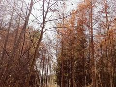 -武陵山森林公园