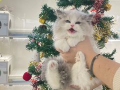 -lincat·猫舍(广州店)