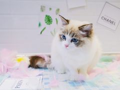 -Pets First伊珊娜洗护·精致美容·家庭式寄养(新会路店)