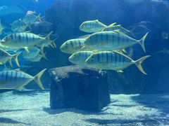 -海合安青岛极地海洋公园