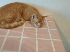 -Cappucimeow猫咪咖啡馆(韦伯时代店)