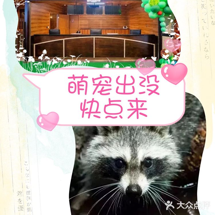 这里有超多可可爱爱的小萌宠哦,他们在这里等你来呢