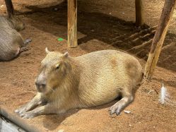 -Zoolung Zoolung动物主题公园(海信广场店)