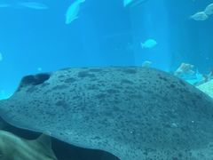 -大阪海游馆
