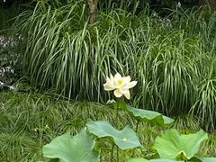 -陈家山荷花公园