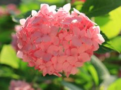 -上海滨江森林公园