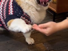 -肥朵食堂(带梦胡同店)