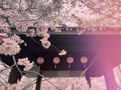 -顾村公园