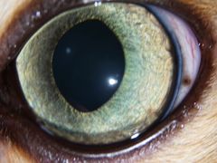 -爱侣宠医·鹦鹉专科·小型哺乳类·异宠专科(灵石路店)