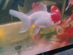 -苏州艺都古玩花鸟市场