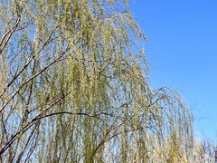 -天津东丽湖风景区